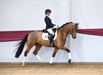 German Sport Horse, Gelding, 5 years, Brown