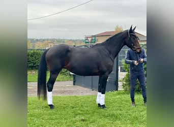 German Sport Horse, Gelding, 5 years, Brown