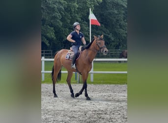 German Sport Horse, Gelding, 5 years, Brown