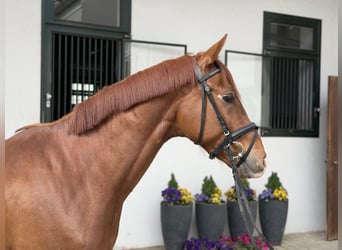 German Sport Horse, Gelding, 5 years, Chestnut-Red
