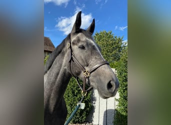 German Sport Horse, Gelding, 5 years, Gray