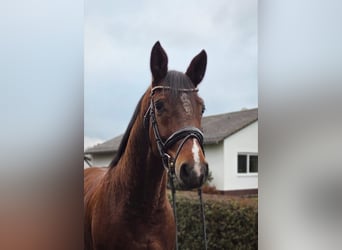 German Sport Horse, Gelding, 6 years, 15,3 hh, Brown
