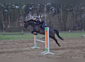 German Sport Horse, Gelding, 6 years, 16,1 hh, Bay-Dark