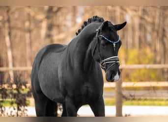 German Sport Horse, Gelding, 6 years, 16.1 hh, Black