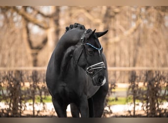 German Sport Horse, Gelding, 6 years, 16.1 hh, Black