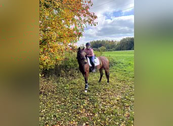 German Sport Horse, Gelding, 6 years, 16.1 hh, Brown