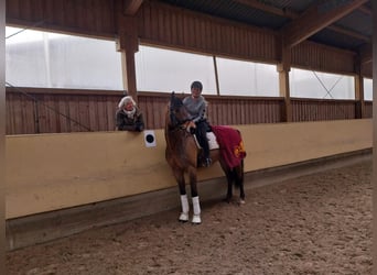 German Sport Horse, Gelding, 6 years, 16.1 hh, Brown