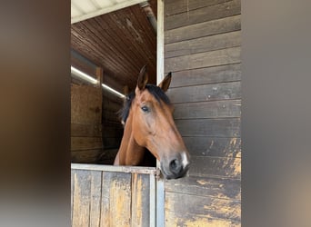 German Sport Horse, Gelding, 6 years, 16.1 hh, Brown
