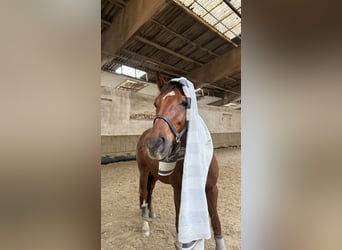 German Sport Horse, Gelding, 6 years, 16.1 hh, Chestnut