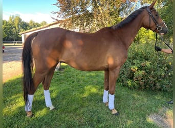 German Sport Horse, Gelding, 6 years, 16.1 hh, Chestnut-Red