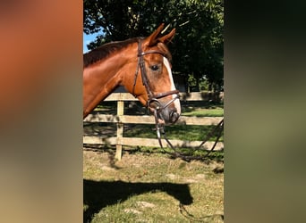German Sport Horse, Gelding, 6 years, 16.1 hh, Chestnut-Red