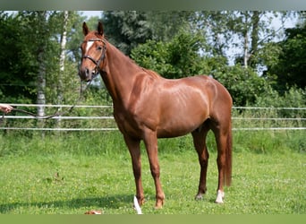 German Sport Horse, Gelding, 6 years, 16.1 hh, Chestnut-Red