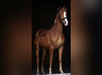 German Sport Horse, Gelding, 6 years, 16.1 hh, Chestnut-Red