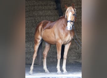 German Sport Horse, Gelding, 6 years, 16.1 hh, Chestnut-Red
