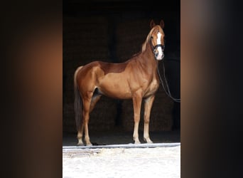 German Sport Horse, Gelding, 6 years, 16.1 hh, Chestnut-Red