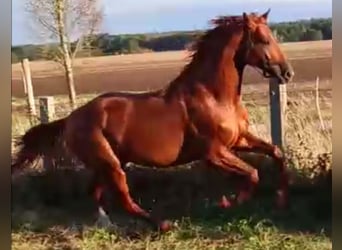 German Sport Horse, Gelding, 6 years, 16.1 hh