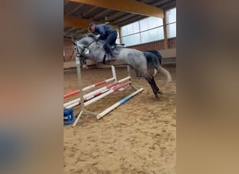 German Sport Horse, Gelding, 6 years, 16,1 hh, Gray-Dapple