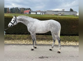 German Sport Horse, Gelding, 6 years, 16,1 hh, Gray-Dapple