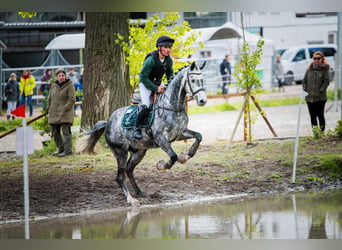 German Sport Horse, Gelding, 6 years, 16.1 hh, Gray