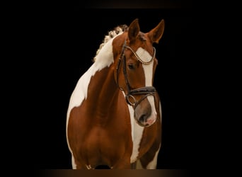 German Sport Horse, Gelding, 6 years, 16.1 hh, Pinto