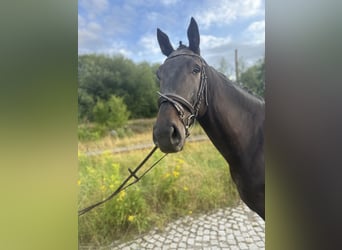 German Sport Horse, Gelding, 6 years, 16,1 hh, Smoky-Black