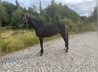 German Sport Horse, Gelding, 6 years, 16,1 hh, Smoky-Black