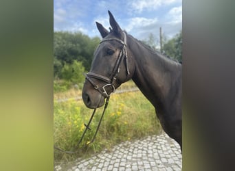 German Sport Horse, Gelding, 6 years, 16,1 hh, Smoky-Black