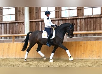 German Sport Horse, Gelding, 6 years, 16.2 hh, Bay-Dark