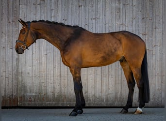 German Sport Horse, Gelding, 6 years, 16.2 hh, Bay-Dark