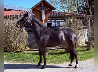 German Sport Horse, Gelding, 6 years, 16.2 hh, Bay-Dark