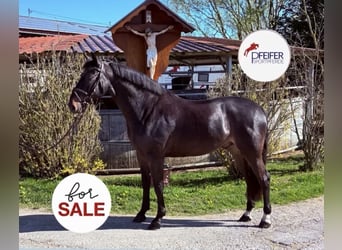 German Sport Horse, Gelding, 6 years, 16.2 hh, Bay-Dark