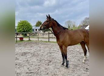 German Sport Horse, Gelding, 6 years, 16.2 hh, Brown