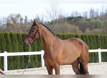 German Sport Horse, Gelding, 6 years, 16.2 hh, Brown