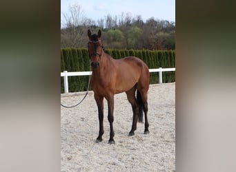 German Sport Horse, Gelding, 6 years, 16.2 hh, Brown