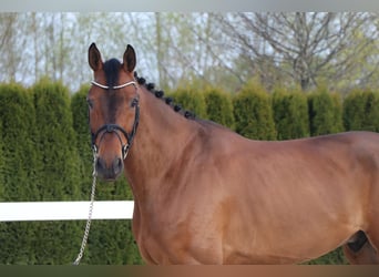 German Sport Horse, Gelding, 6 years, 16.2 hh, Brown