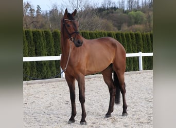 German Sport Horse, Gelding, 6 years, 16.2 hh, Brown