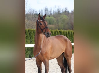 German Sport Horse, Gelding, 6 years, 16.2 hh, Brown