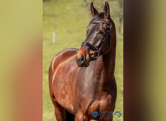 German Sport Horse, Gelding, 6 years, 16.2 hh, Brown