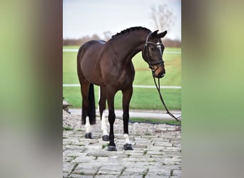 German Sport Horse, Gelding, 6 years, 16.2 hh, Brown