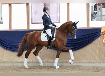 German Sport Horse, Gelding, 6 years, 16.2 hh, Chestnut