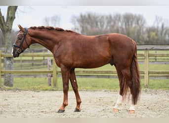 German Sport Horse, Gelding, 6 years, 16.2 hh, Chestnut