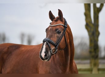German Sport Horse, Gelding, 6 years, 16.2 hh, Chestnut