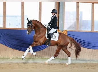 German Sport Horse, Gelding, 6 years, 16.2 hh, Chestnut