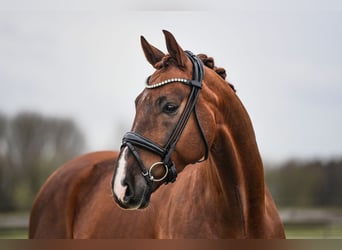 German Sport Horse, Gelding, 6 years, 16.2 hh, Chestnut