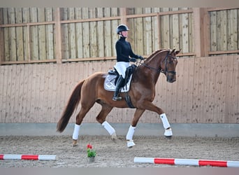 German Sport Horse, Gelding, 6 years, 16.2 hh, Chestnut-Red