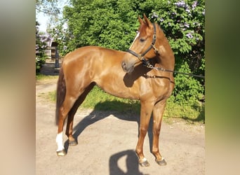 German Sport Horse, Gelding, 6 years, 16.2 hh, Chestnut-Red