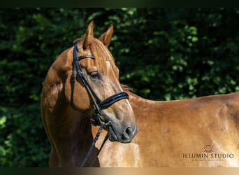 German Sport Horse, Gelding, 6 years, 16.2 hh, Chestnut-Red