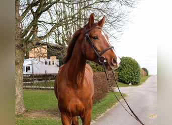 German Sport Horse, Gelding, 6 years, 16.2 hh, Chestnut-Red