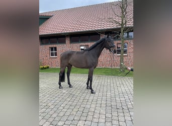 German Sport Horse, Gelding, 6 years, 16.3 hh, Bay-Dark