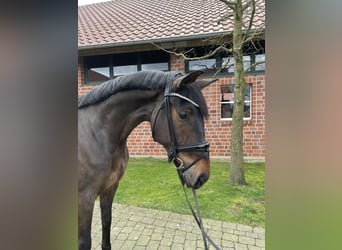 German Sport Horse, Gelding, 6 years, 16.3 hh, Bay-Dark